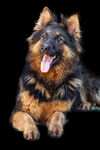 德国牧羊犬          