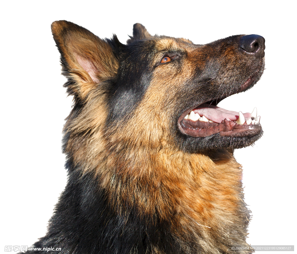 德国牧羊犬          