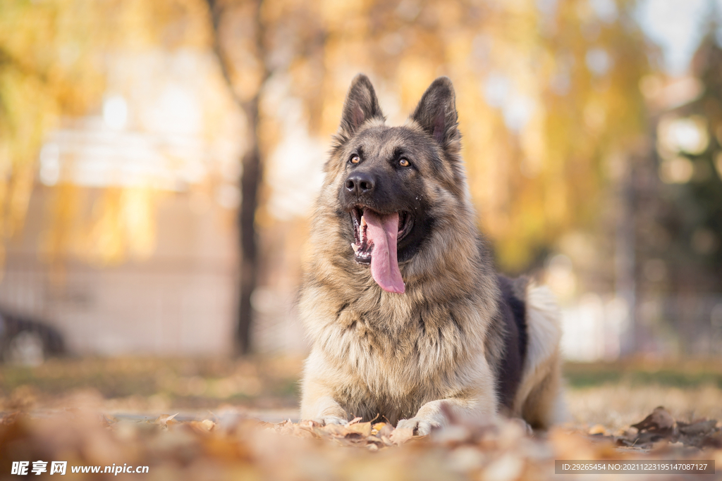 德国牧羊犬          