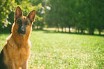 德国牧羊犬          