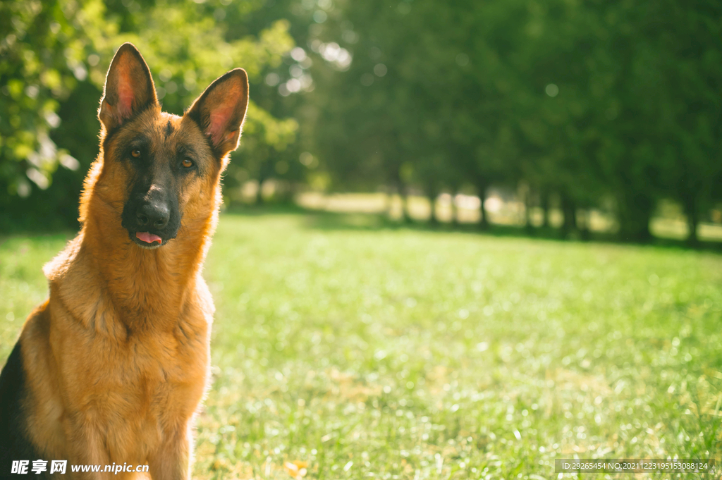 德国牧羊犬          