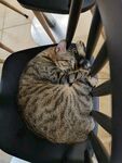 花猫