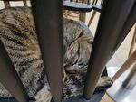 花猫