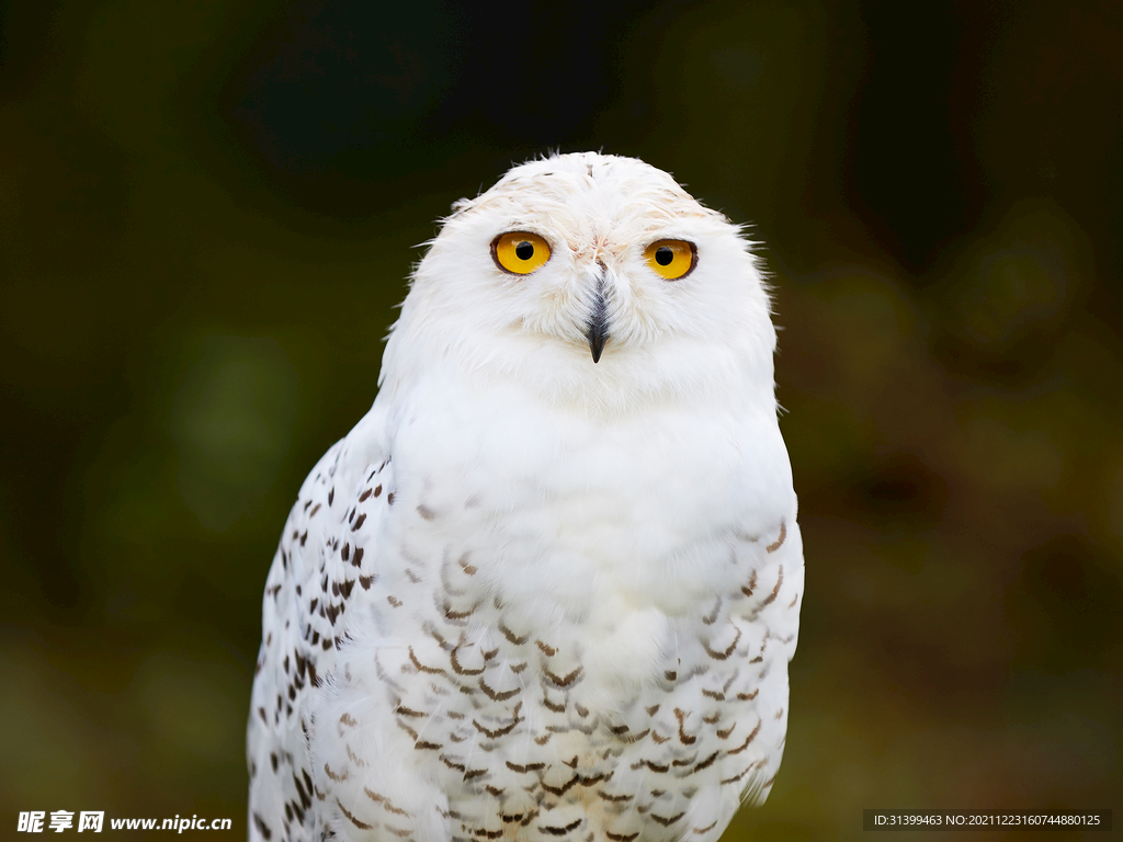 鹰鸮——北大校园里的猫头鹰-国际环保在线