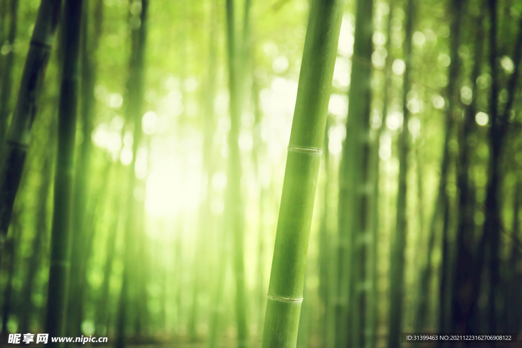 竹林             