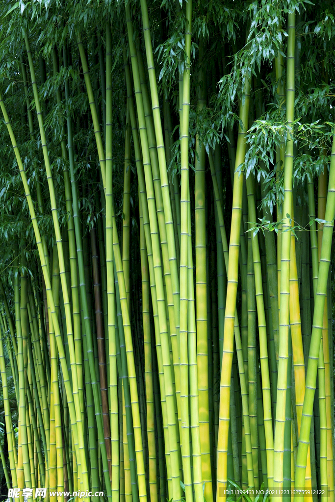 竹林             