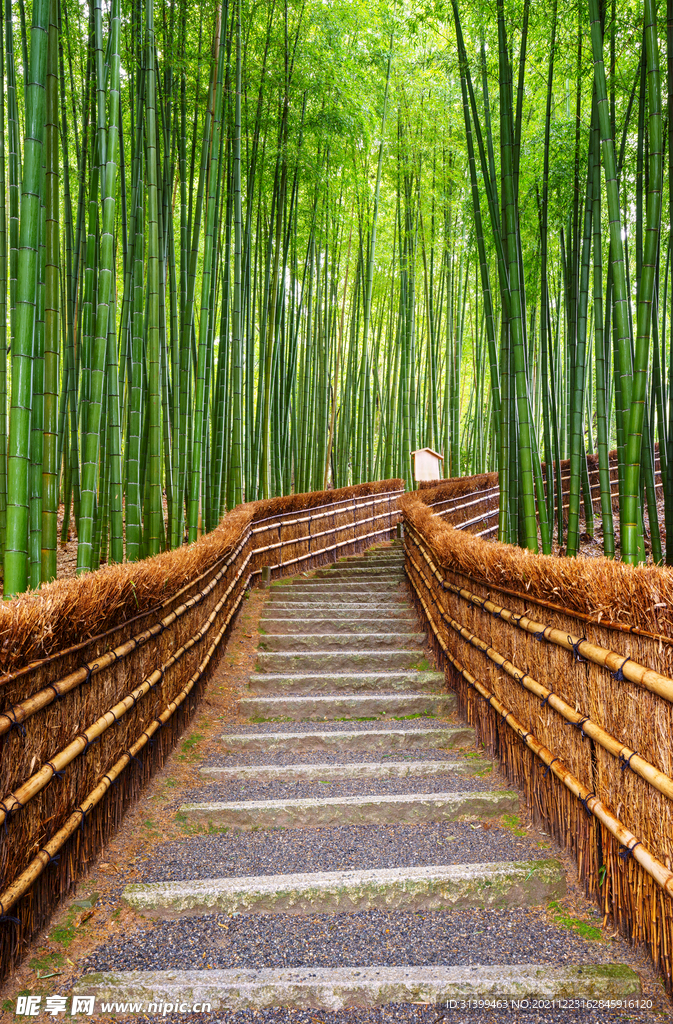 竹林             