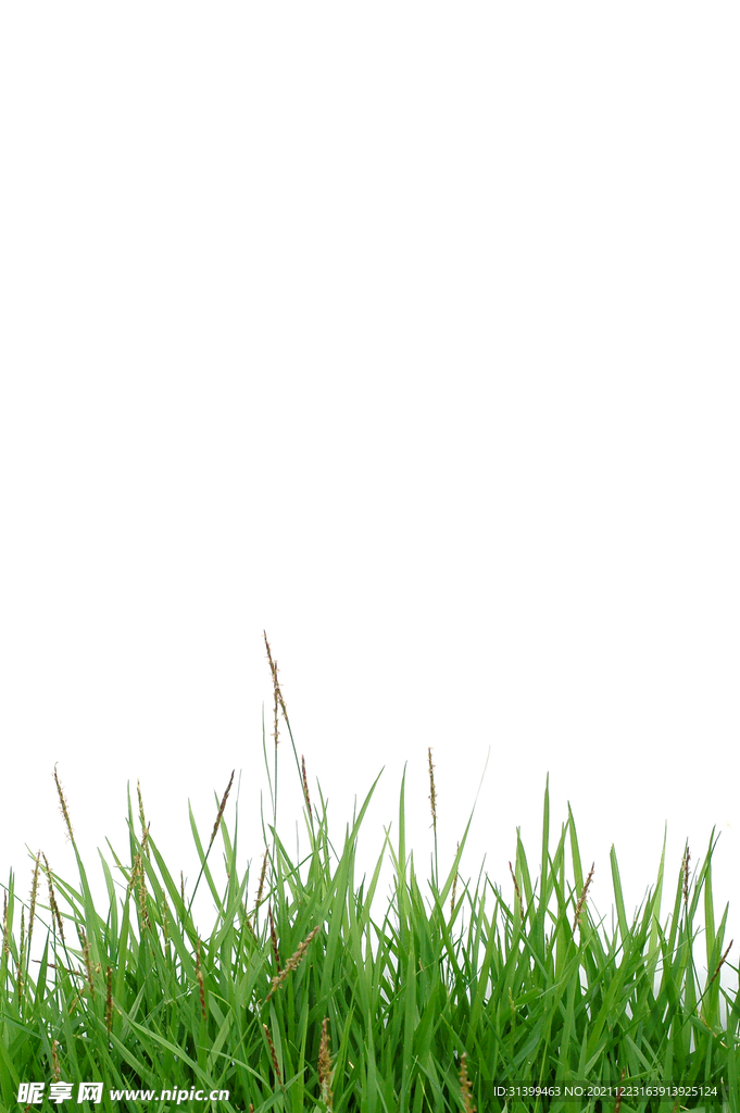 草地             