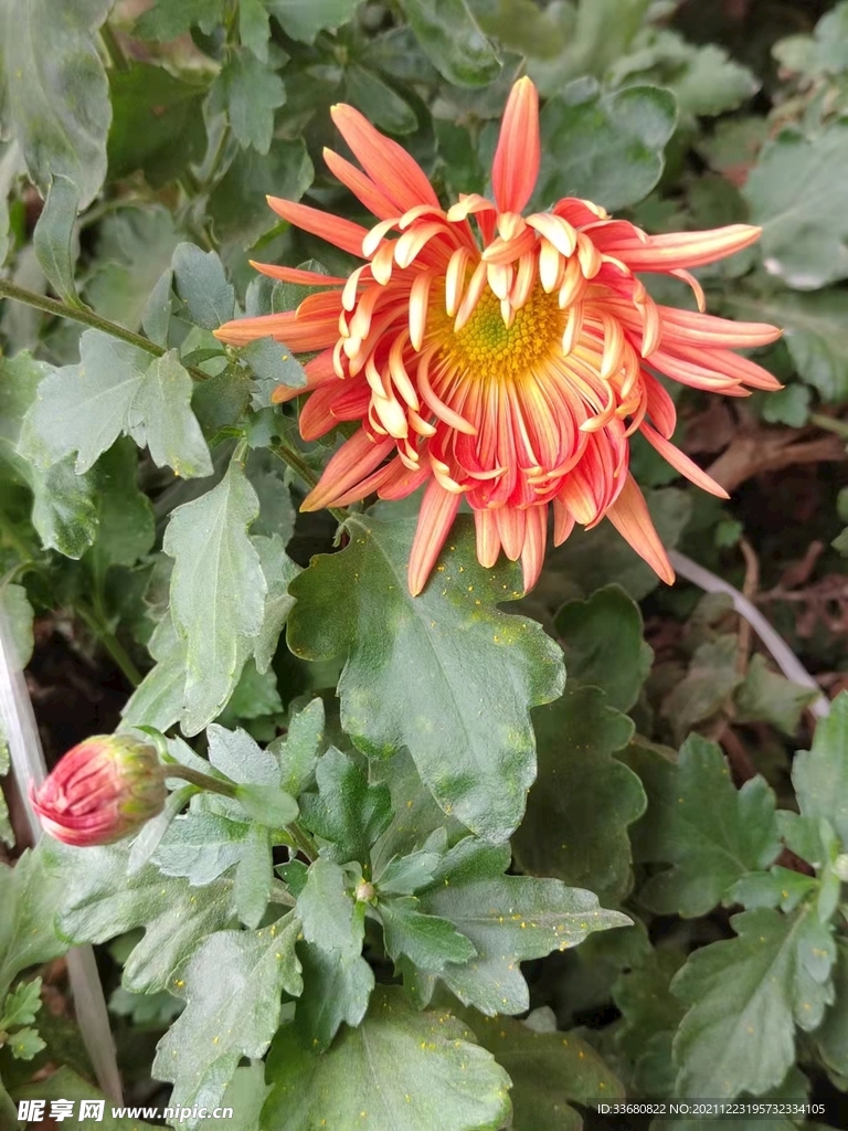 菊花