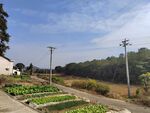 田园风光