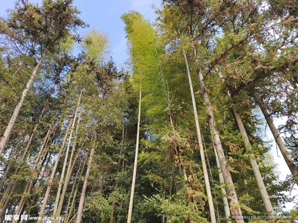 树林