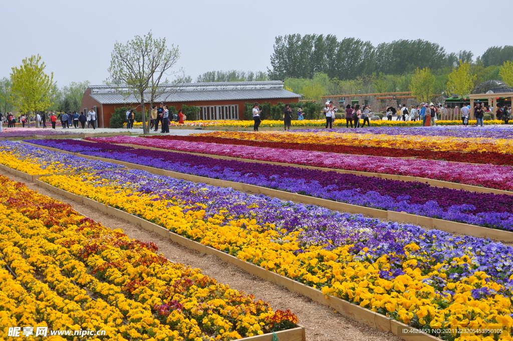 北京世园会花田