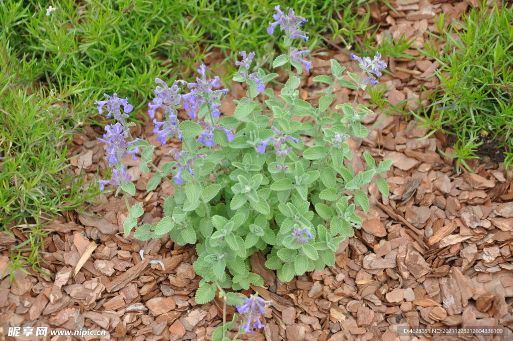 园林地被植物荆芥