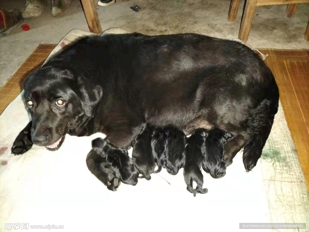 Black Labrador wallpaper | 1024x768 | #3638