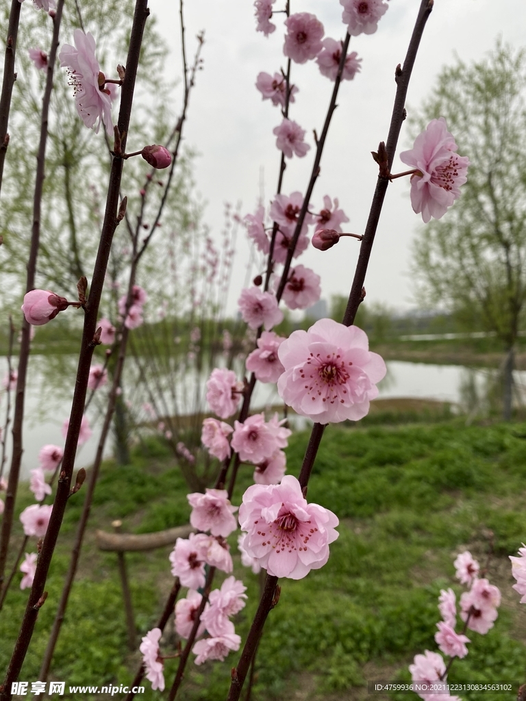 桃花   粉 红色