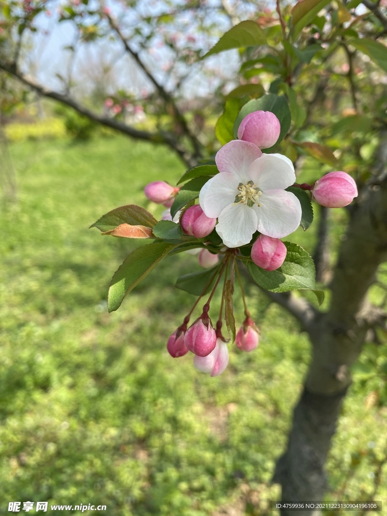樱花   粉色   