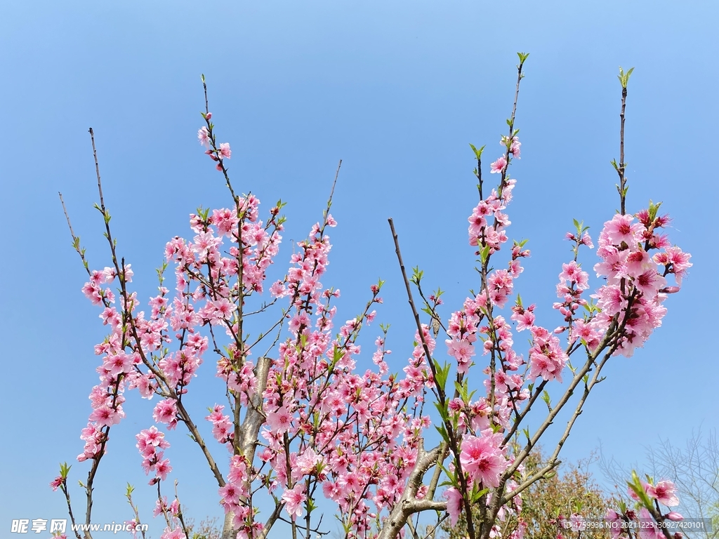 桃花   盛开 