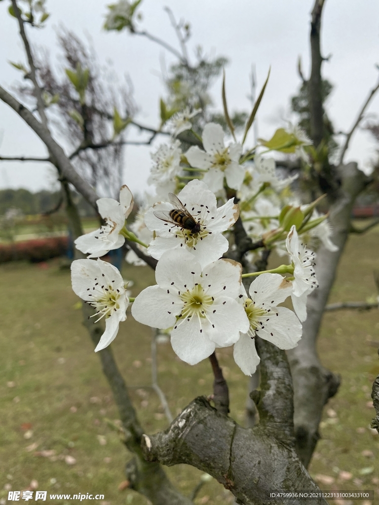 梨花 蜜蜂