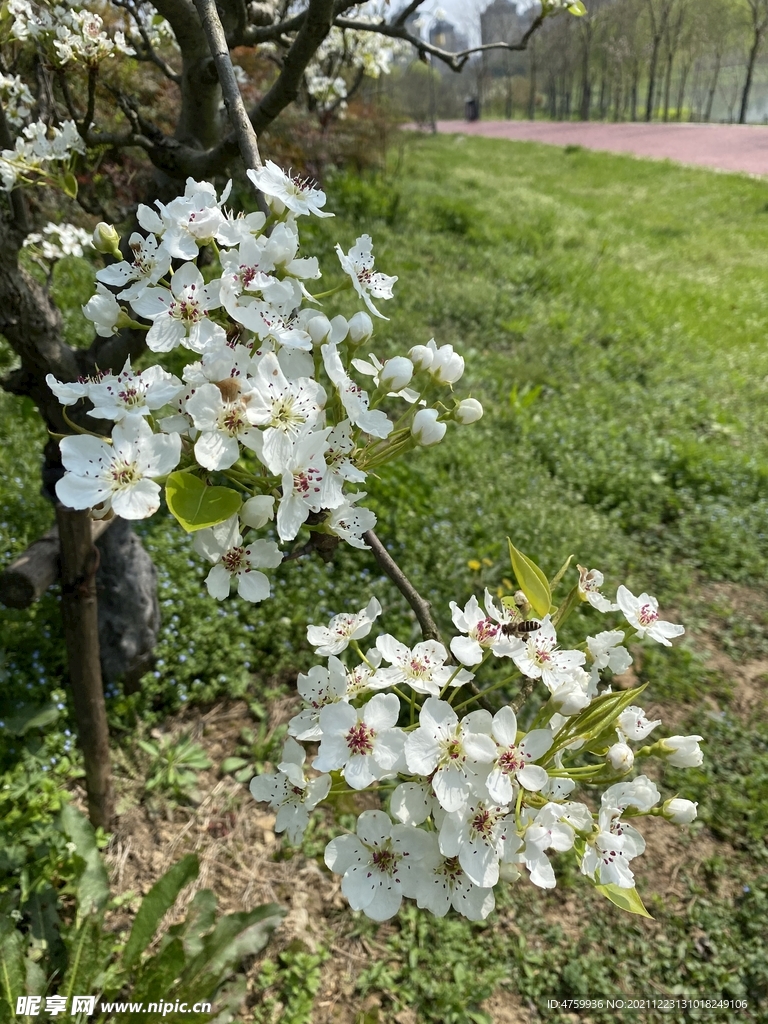 梨花 