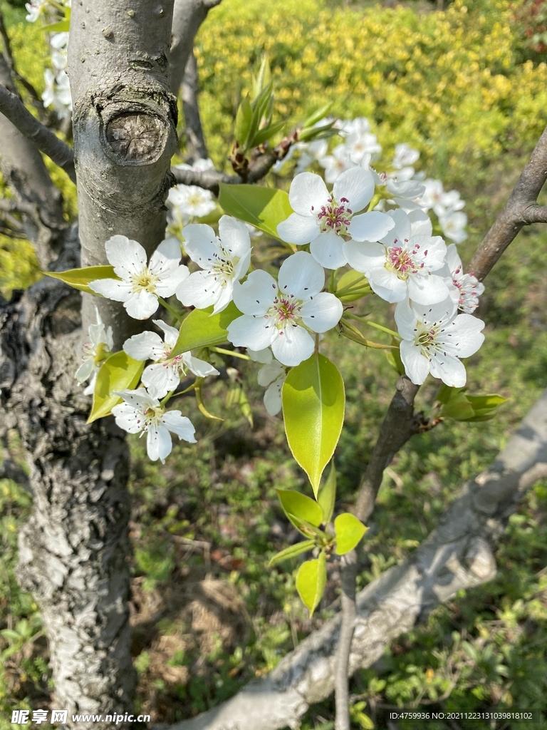 梨花