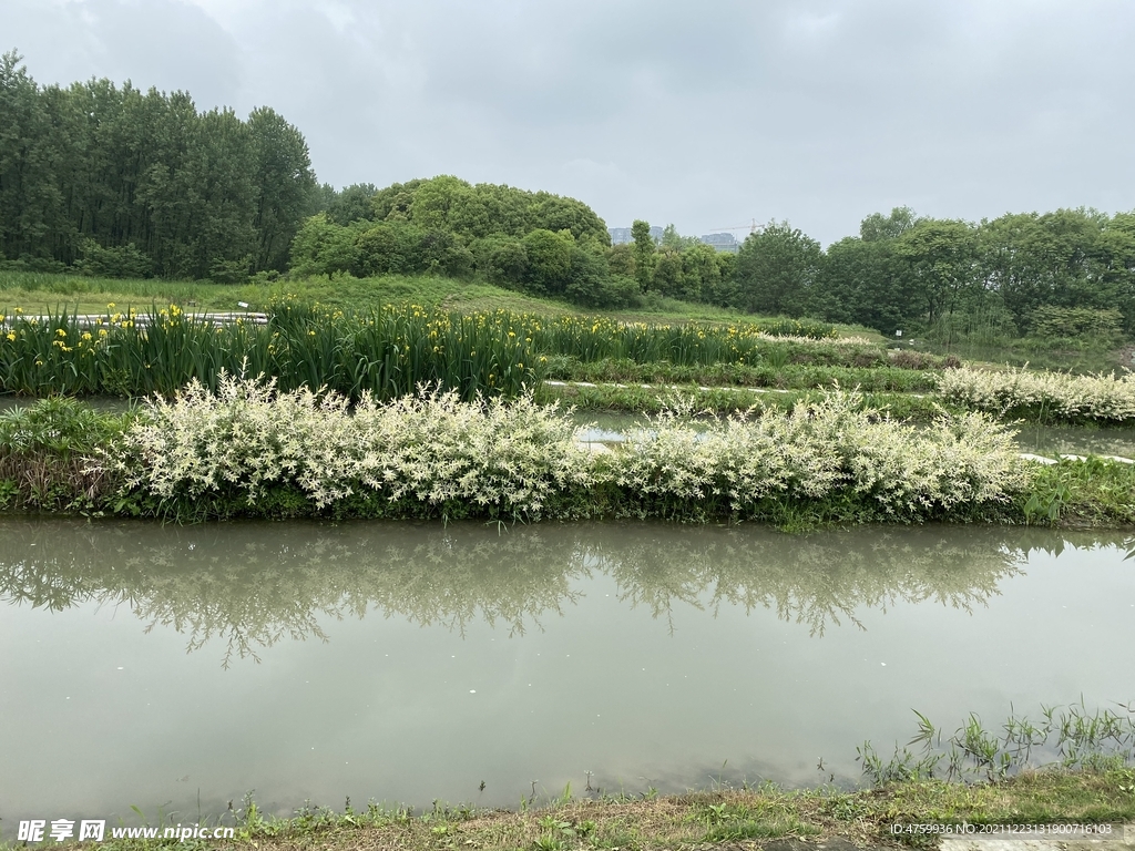 绿荫 河流  