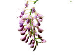 紫藤花免抠素材