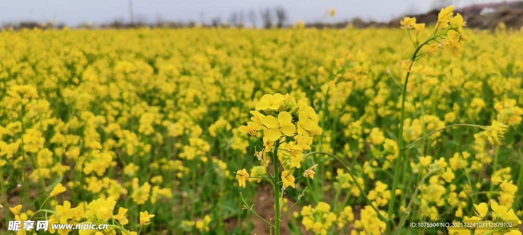 油菜花花海