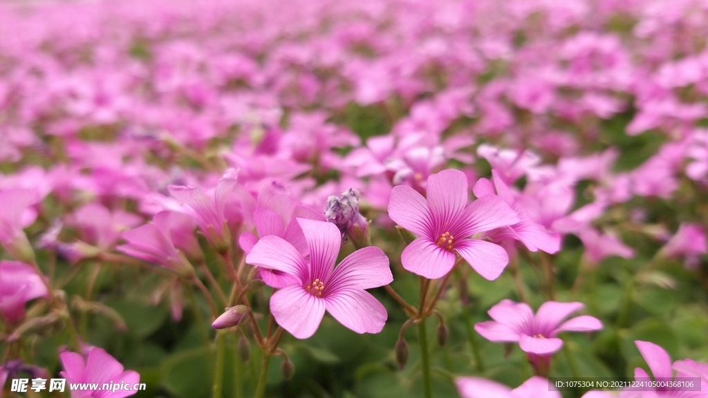 酢浆草花卉