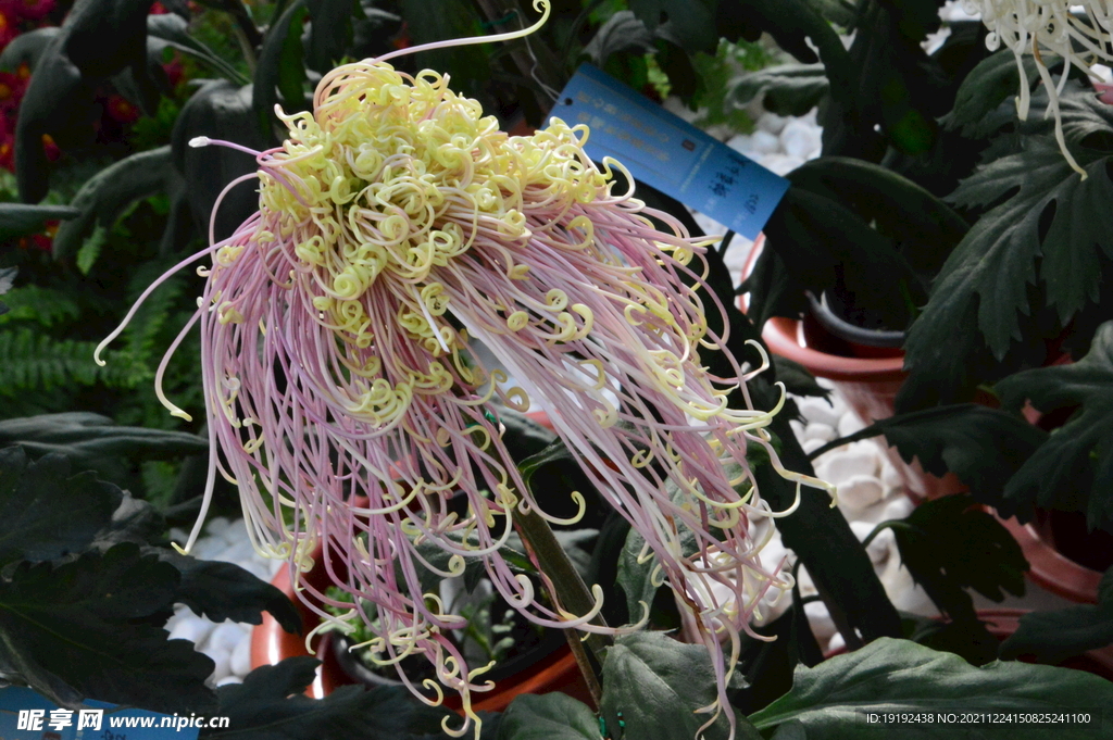 菊花