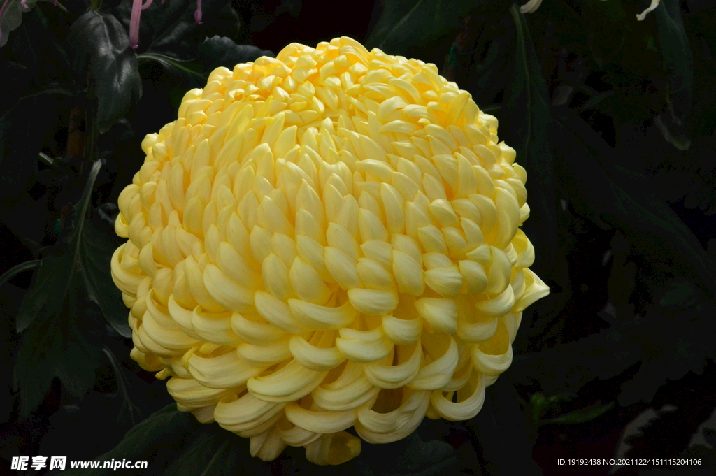 菊花