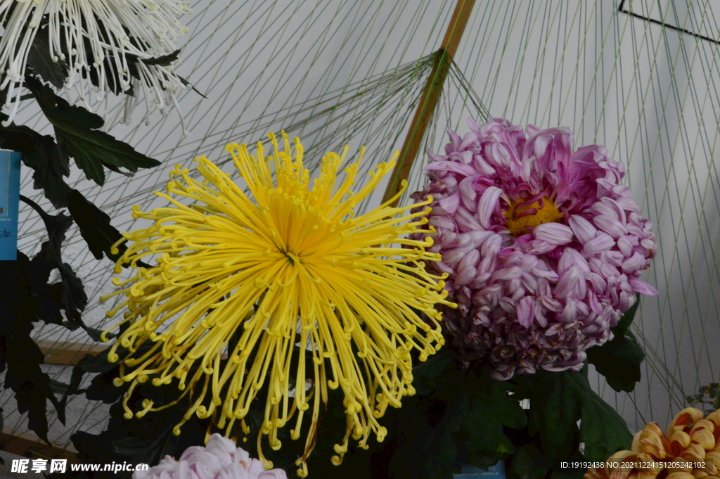 菊花