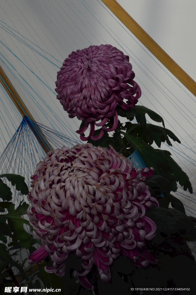 菊花 