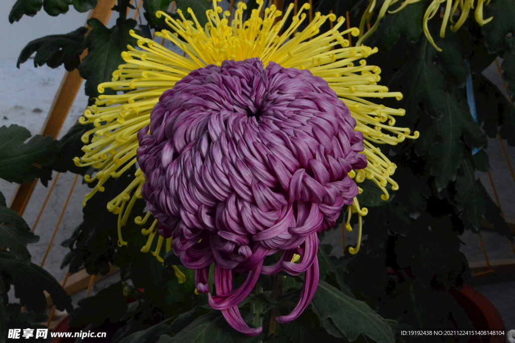 菊花