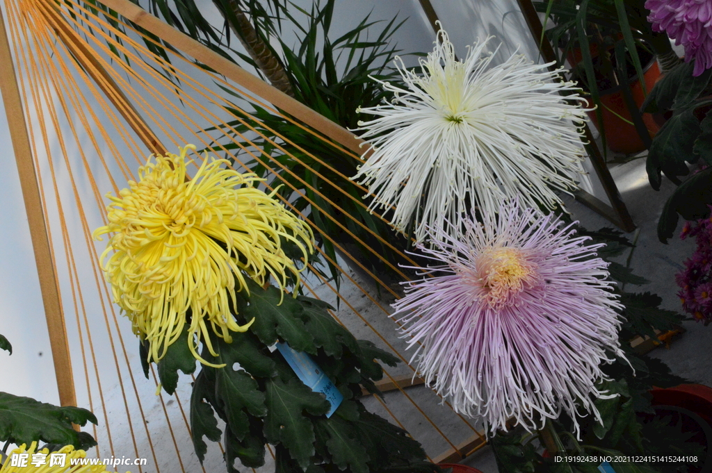 菊花 