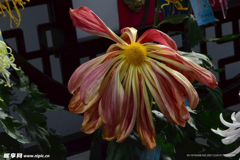 菊花 