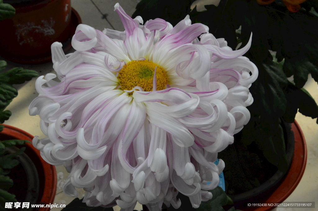 菊花