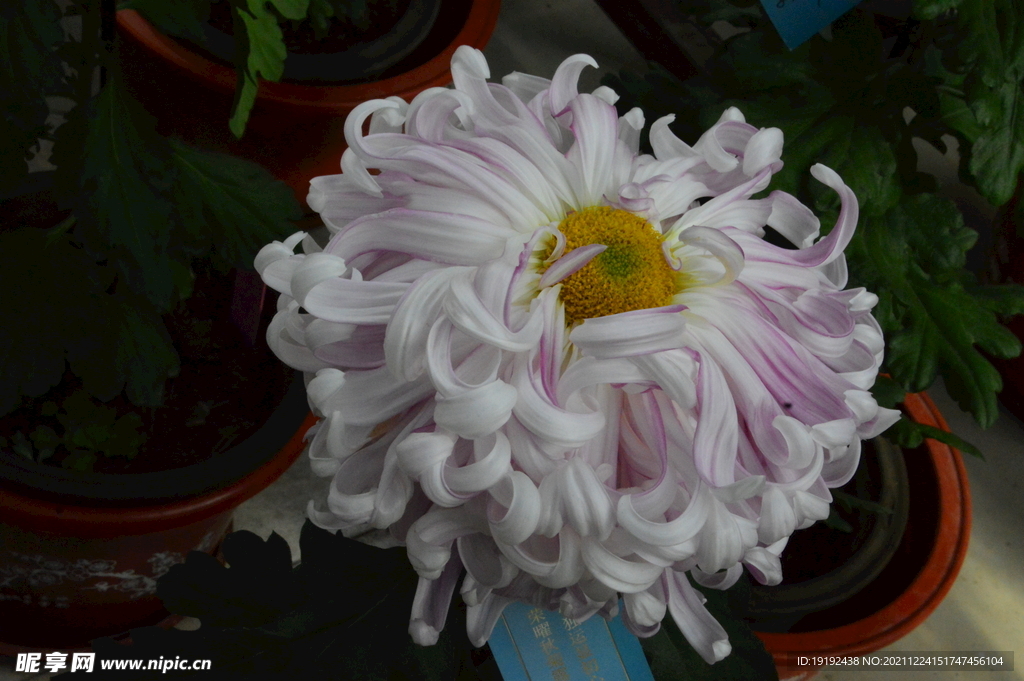菊花 