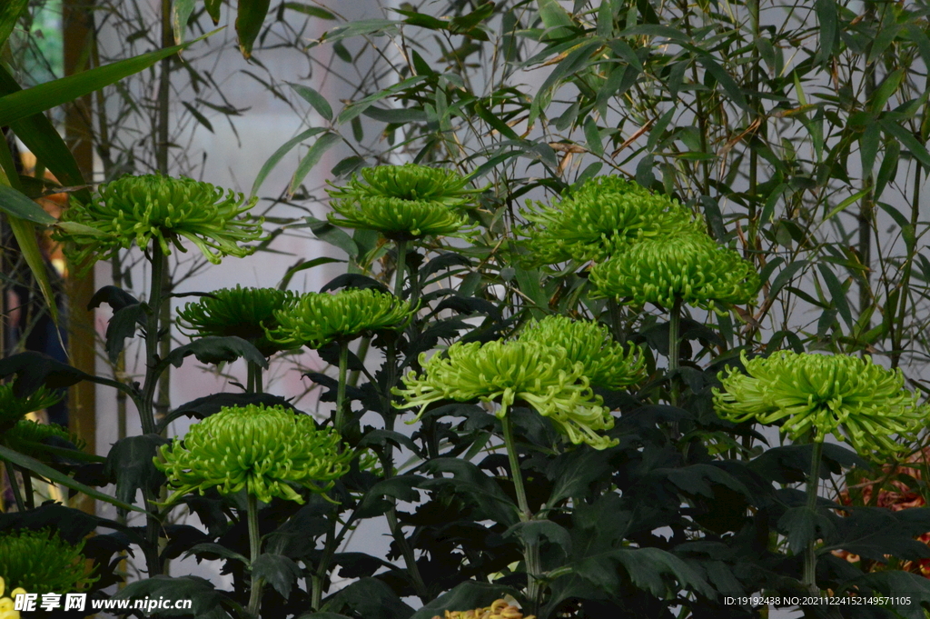 菊花