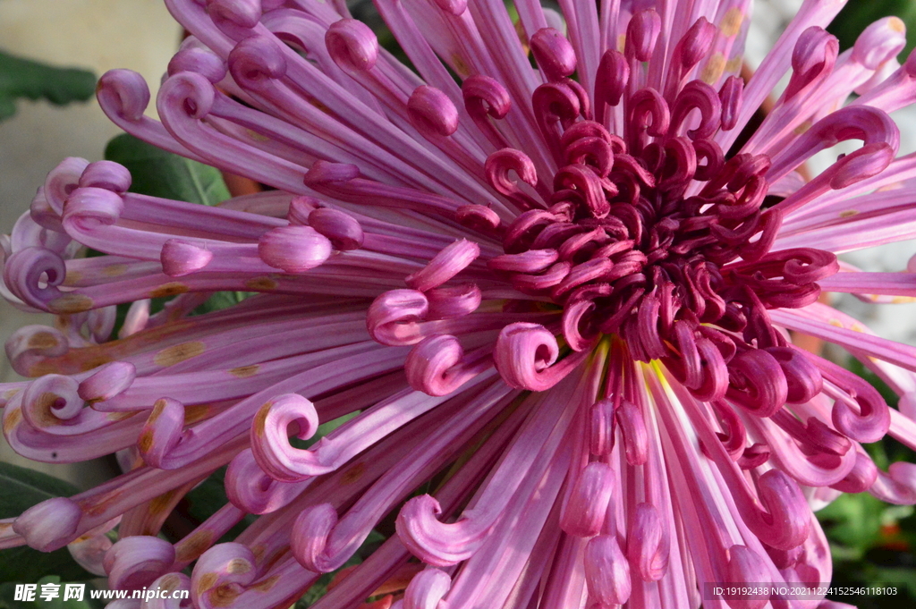 菊花