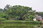 八一村