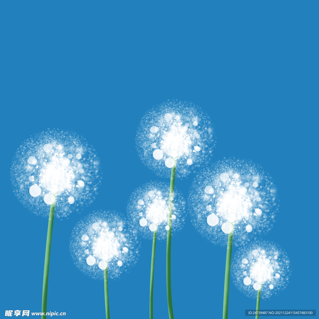 蒲公英