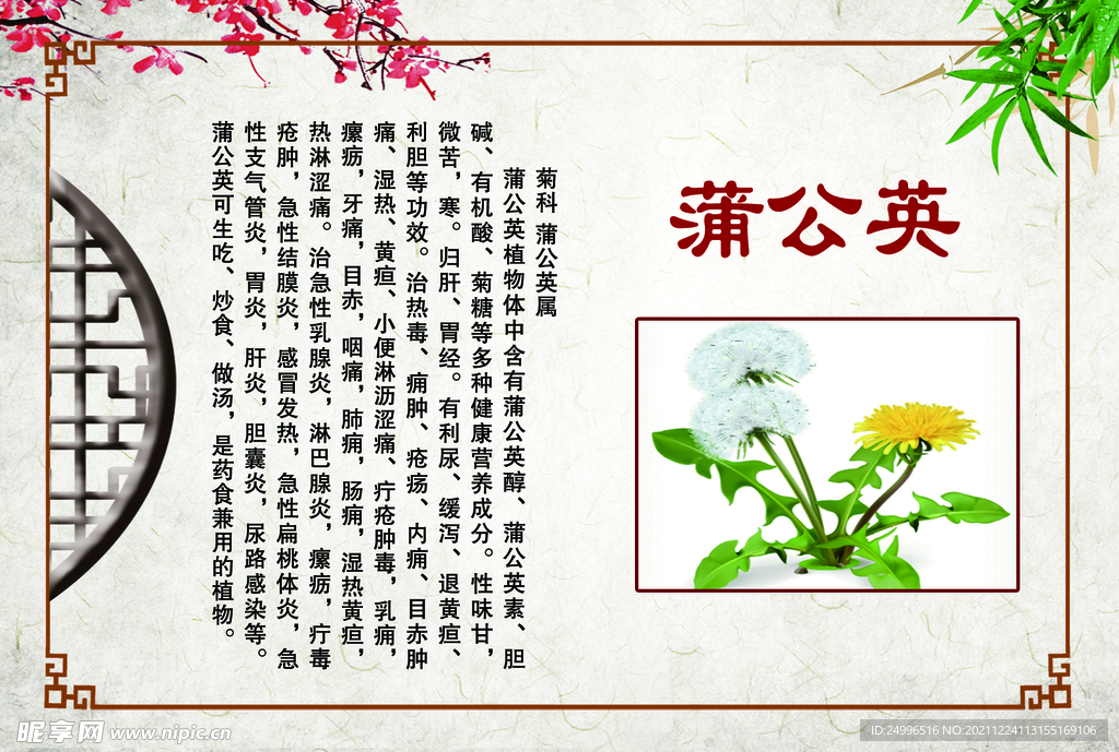 蒲公英