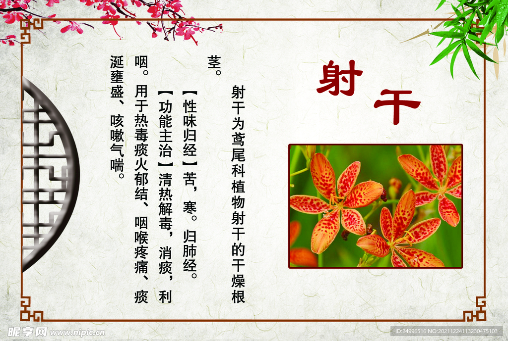 射 干
