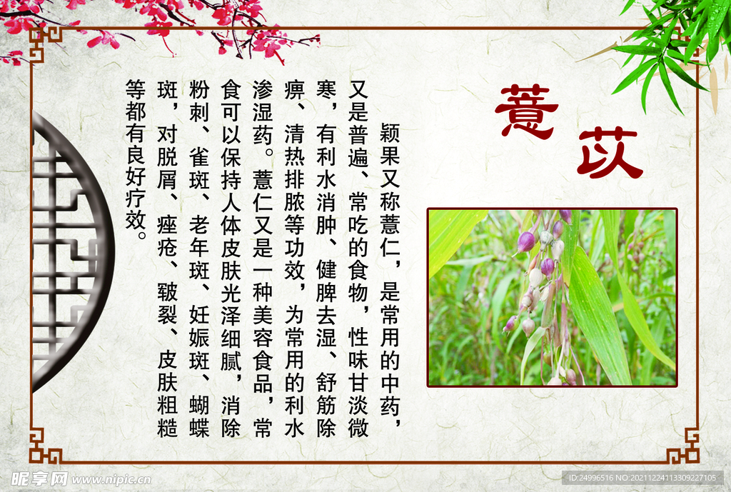 薏苡