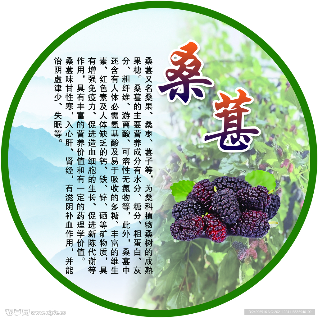 桑葚