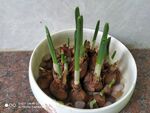 水仙花