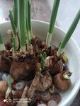 水仙花