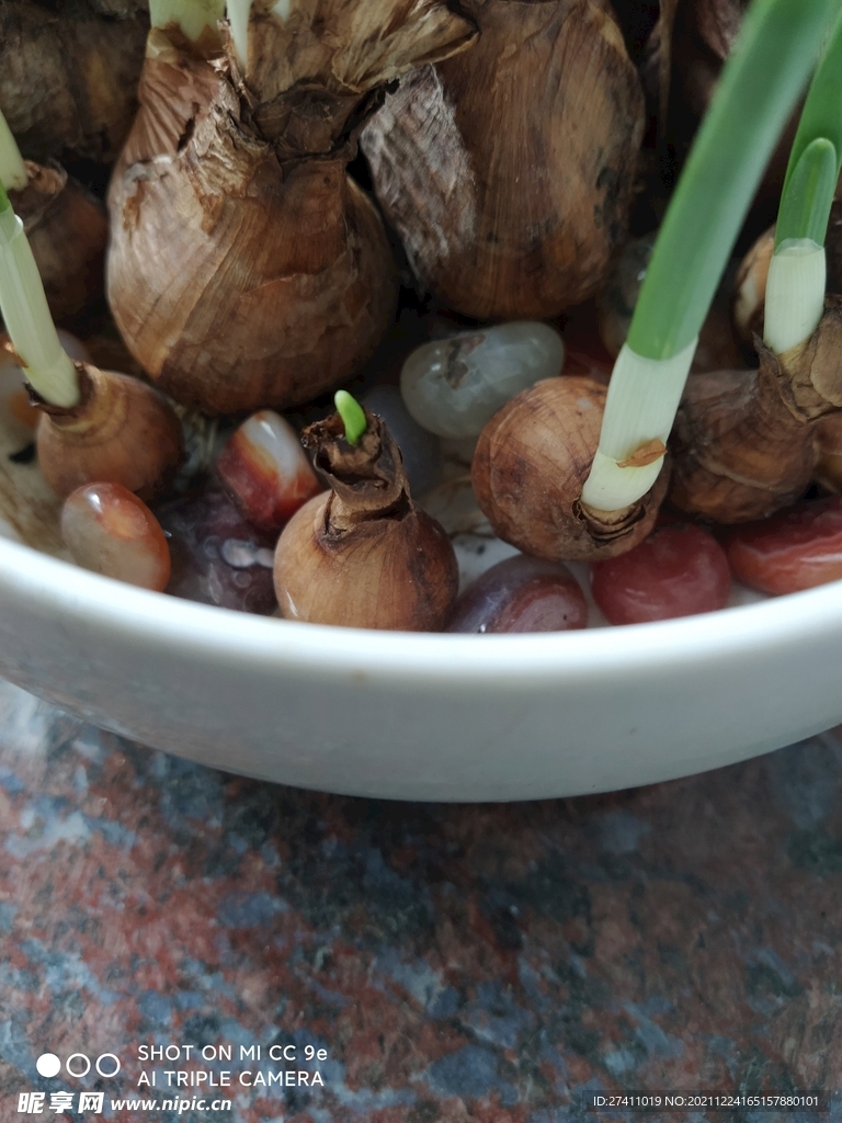水仙花