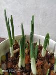 水仙花