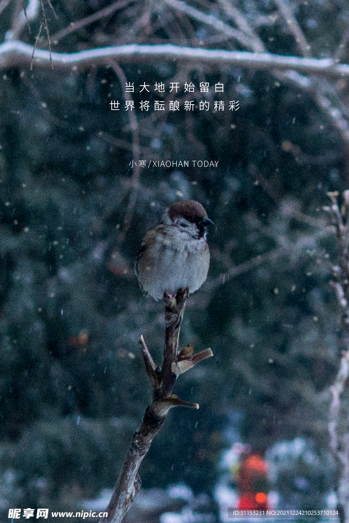 小寒海报
